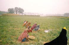 Women Agriculture Extension Programme 