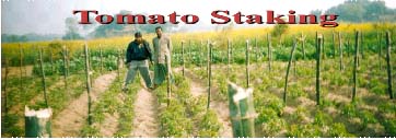 TOMATO STAKING
